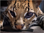 jaguar amazonas foto